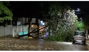 Rajada de vento derruba árvore no centro de Adamantina