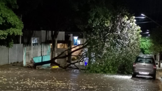 Rajada de vento derruba árvore no centro de Adamantina