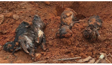 Polícia Civil conclui inquérito sobre maus-tratos a cães em Adamantina e pede prisão do investigado