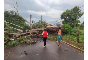 Estragos causados pelo temporal em Lucélia (Cedida/Defesa Civil Municipal).