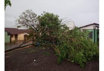 Estragos causados pelo temporal em Lucélia (Cedida/Defesa Civil Municipal).