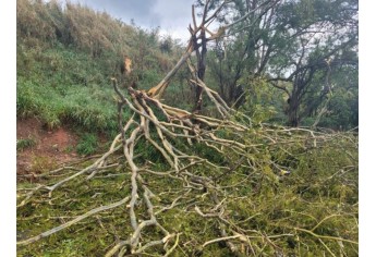 Estragos causados pelo temporal em Lucélia (Cedida/Defesa Civil Municipal).