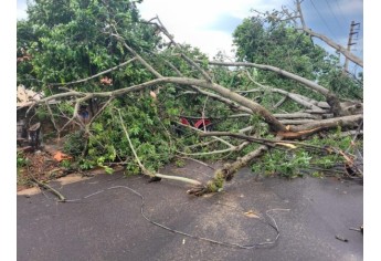 Estragos causados pelo temporal em Lucélia (Cedida/Defesa Civil Municipal).