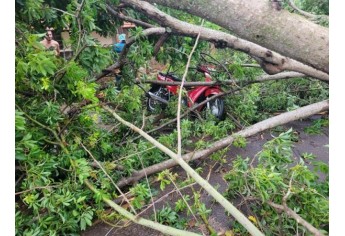 Estragos causados pelo temporal em Lucélia (Cedida/Defesa Civil Municipal).
