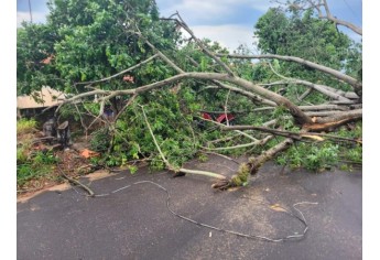 Estragos causados pelo temporal em Lucélia (Cedida/Defesa Civil Municipal).