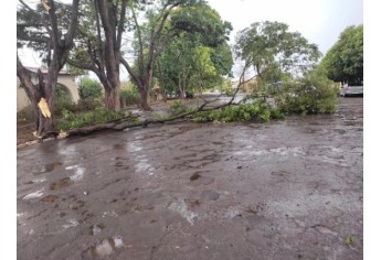 Estragos causados pelo temporal em Lucélia (Cedida/Defesa Civil Municipal).