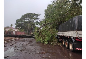 Estragos causados pelo temporal em Lucélia (Cedida/Defesa Civil Municipal).