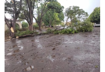Estragos causados pelo temporal em Lucélia (Cedida/Defesa Civil Municipal).