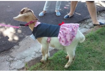 Parque das Nações promove Parada Animal