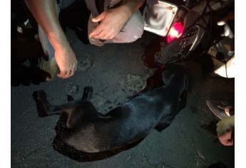 Atropelamento de cachorro deixa motociclista e animal feridos nesta sexta à noite, em Adamantina (Foto: Siga Mais).