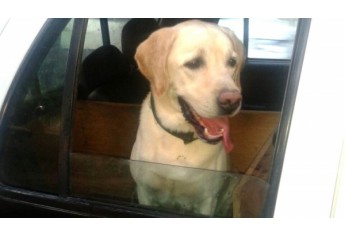 Canil da Polícia Militar foi acionado e atuou na localização de 41 pedras de crack na casa de traficante, em Adamantina (Foto: Polícia Militar/Cedida).