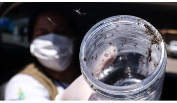 Mosquitos geneticamente modificados soltos no meio ambiente (Imagem: Marcelo Camargo/Agencia Brasil).