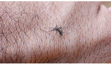 Adamantina confirma dois casos de dengue