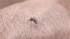 Adamantina completa 54 dias sem novos casos de dengue, mas mantém vigilância e alerta à população