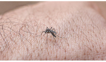 Adamantina completa 54 dias sem novos casos de dengue, mas mantém vigilância e alerta à população