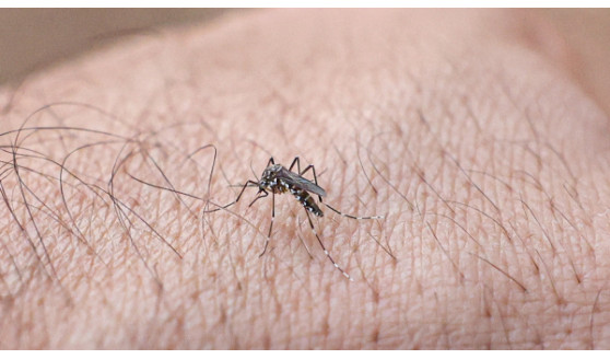 Adamantina completa 54 dias sem novos casos de dengue, mas mantém vigilância e alerta à população