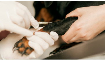 FAI realiza Semana Acadêmica de Medicina Veterinária com protagonismo estudantil e imersão prática