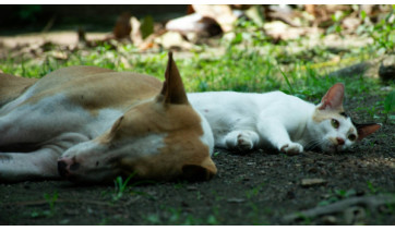 Câmara de Adamantina aprova programa de adoção e recebe novas propostas de proteção animal