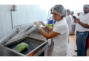 Verduras e legumes minimamente processados são embalados a vácuo e depois seguem para câmara fria (Foto: Acácio Rocha).