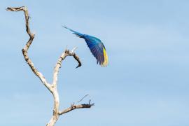 Arara Canindé, em Brejinho de Nazaré, TO (Foto: Edu Fortes).