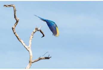 Arara Canindé, em Brejinho de Nazaré, TO (Foto: Edu Fortes).