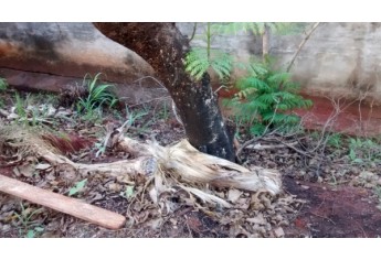Proprietário ateou fogo na tentativa de erradicar árvores em Lucélia (Foto: Cedida/Polícia Ambiental).