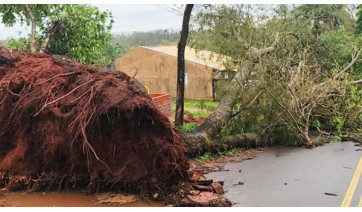 Vendaval provoca queda de árvores e danos à rede elétrica em Lucélia