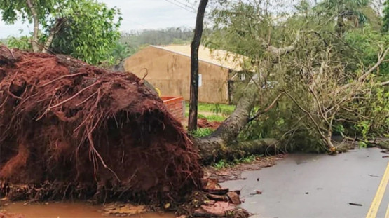 Vendaval provoca queda de árvores e danos à rede elétrica em Lucélia