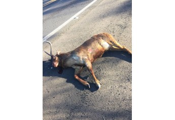 Animal silvestre foi atropelado na SP-425 (Foto: Cedida/Marcelo Brumatti ? Reprodução FM Metrópole).
