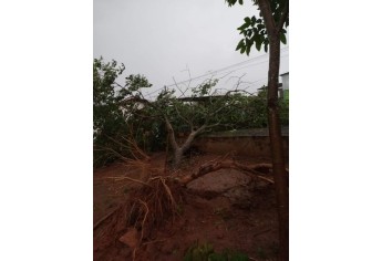 Estragos causados pelo temporal em Lucélia (Cedida/Defesa Civil Municipal).