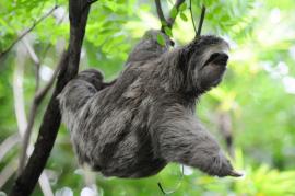 Bicho Preguiça, em Campinas, SP (Foto: Edu Fortes).