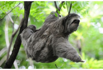 Bicho Preguiça, em Campinas, SP (Foto: Edu Fortes).