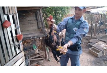 Polícia Ambiental localizou 30 ?galos índios?, supostamente usados para rinha, em Parapuã (Foto: Polícia Ambiental/Cedida).