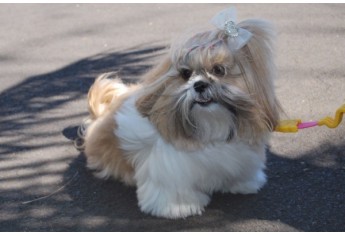 Parque das Nações promove Parada Animal