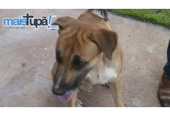 Cão que foi agredido foi retirado do agressor e está sob cuidados de uma família (Foto: Mais Tupã).