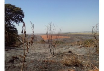 Policiais constataram fogo em área de cana de açúcar e área de preservação permanente, e multa usina (Foto: Polícia Ambiental).