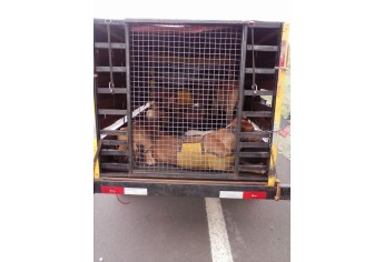 Proprietário dos animais foi autuado por maus tratos, no transporte irregular dos cães (Foto: Polícia Ambiental/Cedida).