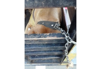 Proprietário dos animais foi autuado por maus tratos, no transporte irregular dos cães (Foto: Polícia Ambiental/Cedida).