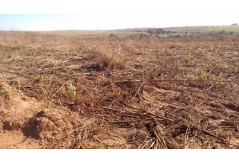 Área de plantio de cana-de-açúcar onde foi realizada queimada controlada sem autorização dos órgãos oficiais (Foto: Cedida/Polícia Ambiental).