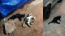 Protetora denuncia envenenamento em série de gatos em Lucélia; caso é levado à Polícia Civil