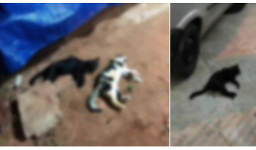Protetora denuncia envenenamento em série de gatos em Lucélia; caso é levado à Polícia Civil