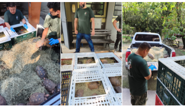 Nova etapa de transfer?ncia dos animais (Cedida/PMA).