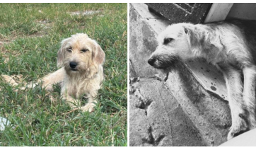 Protetoras denunciam suspeita de envenenamento de cães após abandono coletivo em Adamantina