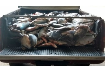 Pescados apreendidos pela Polícia Ambiental foram doados a entidades assistenciais de Presidente Epitácio (Foto: Cedida/Polícia Ambiental).