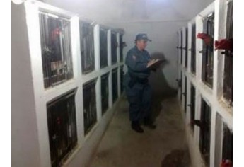 Polícia Ambiental apreende 77 galos que eram utilizados em rinha