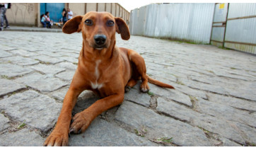 Governo estadual sanciona lei que reconhece Vira-Lata Caramelo como expressão cultural em SP