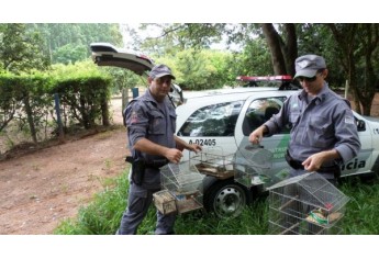 Polícia Militar Ambiental autua infrator por caçar pássaros em Parapuã (Foto: Cedida).