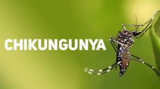 Prefeitura confirma notificações para chikungunya com um caso positivo; dois foram descartados