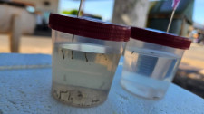 Mariápolis confirma morte de morador da cidade por dengue