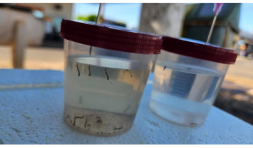 Mariápolis confirma morte de morador da cidade por dengue